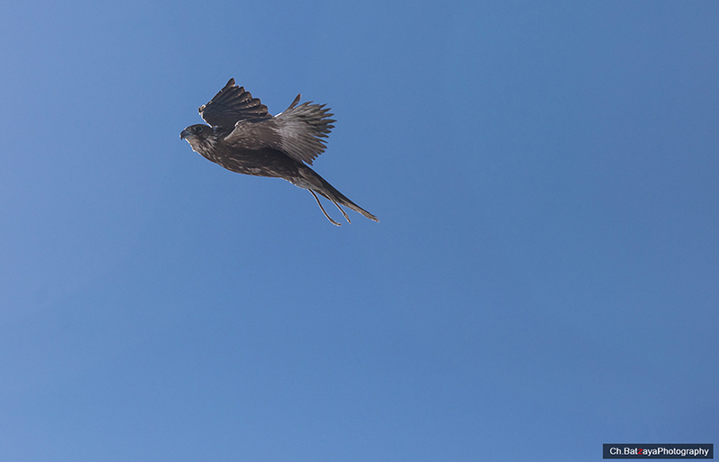 falcon mongolia photo